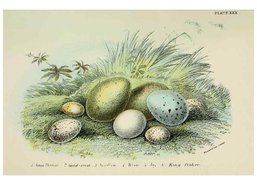 Reproducción/Reproduction 6898670252: A hand-book to the birds of Great Britain.. London,E. Lloyd, Limited,1896-1897.