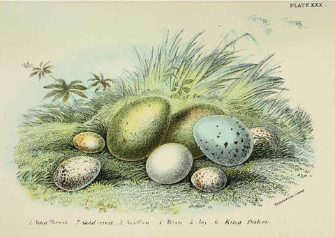 Reproducción/Reproduction 6898670252: A hand-book to the birds of Great Britain.. London,E. Lloyd, Limited,1896-1897.