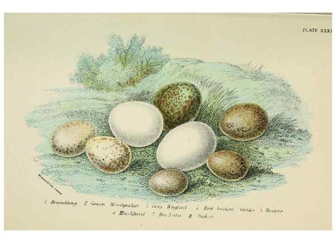 Reproducción/Reproduction 7044765455: A hand-book to the birds of Great Britain.. London,E. Lloyd, Limited,1896-1897.