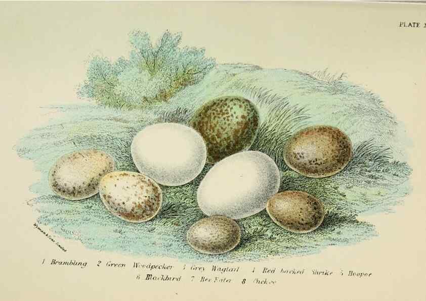 Reproducción/Reproduction 7044765455: A hand-book to the birds of Great Britain.. London,E. Lloyd, Limited,1896-1897.