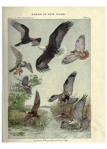 Reproducción/Reproduction 6901482722: Birds of New York /. Albany :University of the State of New York,1910-1914.