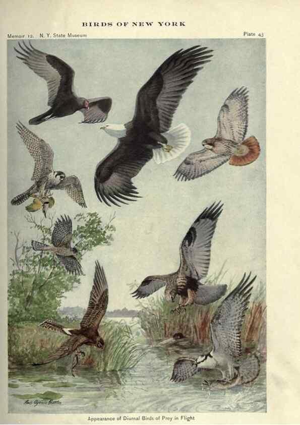 Reproducción/Reproduction 6901482722: Birds of New York /. Albany :University of the State of New York,1910-1914.