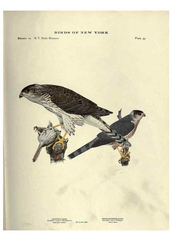 Reproducción/Reproduction 7047579863: Birds of New York /. Albany :University of the State of New York,1910-1914.