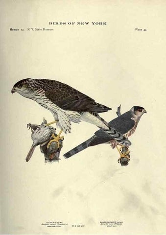 Reproducción/Reproduction 7047579863: Birds of New York /. Albany :University of the State of New York,1910-1914.