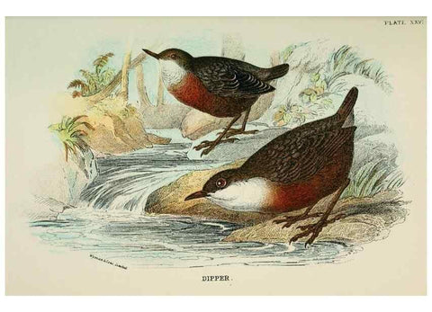 Reproducción/Reproduction 7044762023: A hand-book to the birds of Great Britain.. London,E. Lloyd, Limited,1896-1897.