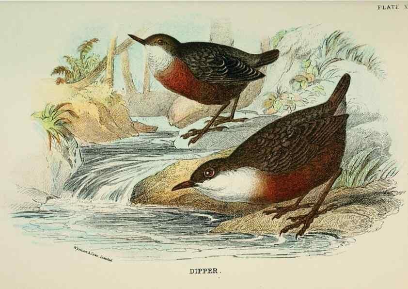 Reproducción/Reproduction 7044762023: A hand-book to the birds of Great Britain.. London,E. Lloyd, Limited,1896-1897.