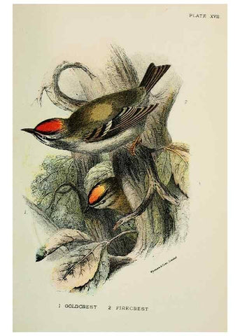 Reproducción/Reproduction 6898662106: A hand-book to the birds of Great Britain.. London,E. Lloyd, Limited,1896-1897.