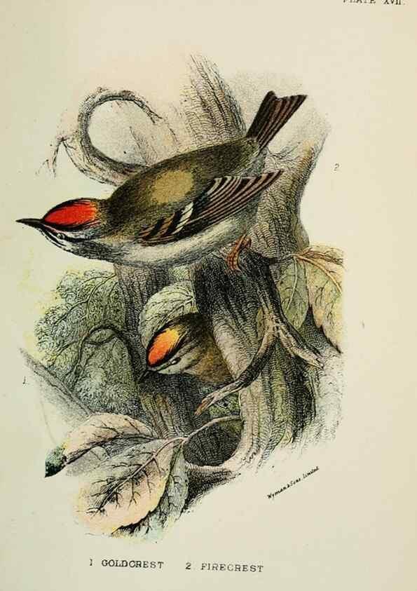 Reproducción/Reproduction 6898662106: A hand-book to the birds of Great Britain.. London,E. Lloyd, Limited,1896-1897.