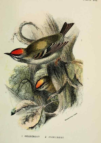 Reproducción/Reproduction 6898662106: A hand-book to the birds of Great Britain.. London,E. Lloyd, Limited,1896-1897.
