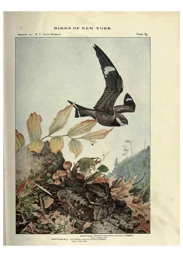 Reproducción/Reproduction 7047585469: Birds of New York /. Albany :University of the State of New York,1910-1914.
