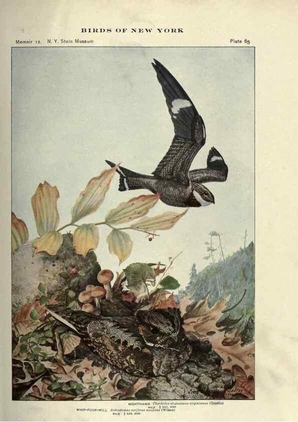 Reproducción/Reproduction 7047585469: Birds of New York /. Albany :University of the State of New York,1910-1914.