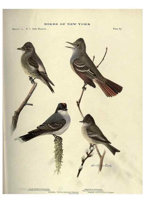 Reproducción/Reproduction 6901489024: Birds of New York /. Albany :University of the State of New York,1910-1914.