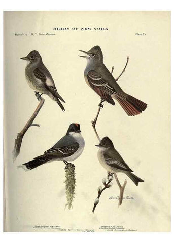 Reproducción/Reproduction 6901489024: Birds of New York /. Albany :University of the State of New York,1910-1914.