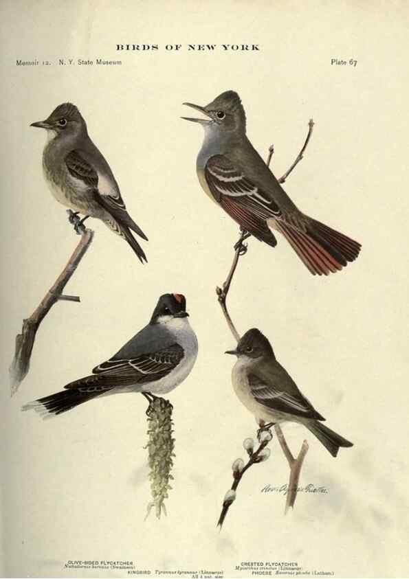 Reproducción/Reproduction 6901489024: Birds of New York /. Albany :University of the State of New York,1910-1914.