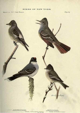 Reproducción/Reproduction 6901489024: Birds of New York /. Albany :University of the State of New York,1910-1914.