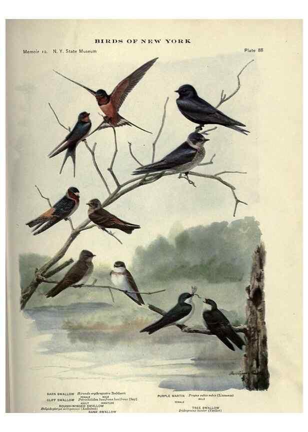 Reproducción/Reproduction 7047591045: Birds of New York /. Albany :University of the State of New York,1910-1914.
