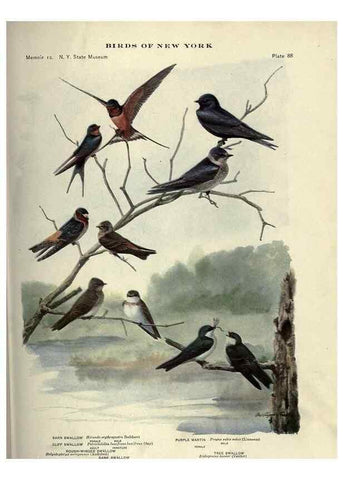 Reproducción/Reproduction 7047591045: Birds of New York /. Albany :University of the State of New York,1910-1914.