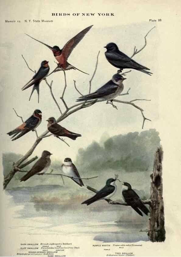 Reproducción/Reproduction 7047591045: Birds of New York /. Albany :University of the State of New York,1910-1914.