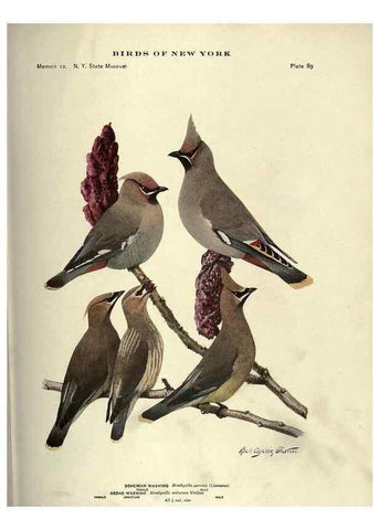 Reproducción/Reproduction 7047591397: Birds of New York /. Albany :University of the State of New York,1910-1914.