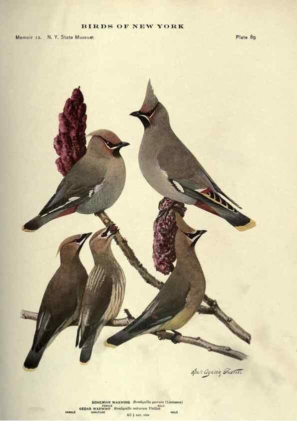 Reproducción/Reproduction 7047591397: Birds of New York /. Albany :University of the State of New York,1910-1914.