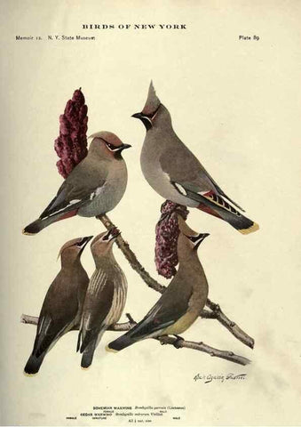 Reproducción/Reproduction 7047591397: Birds of New York /. Albany :University of the State of New York,1910-1914.