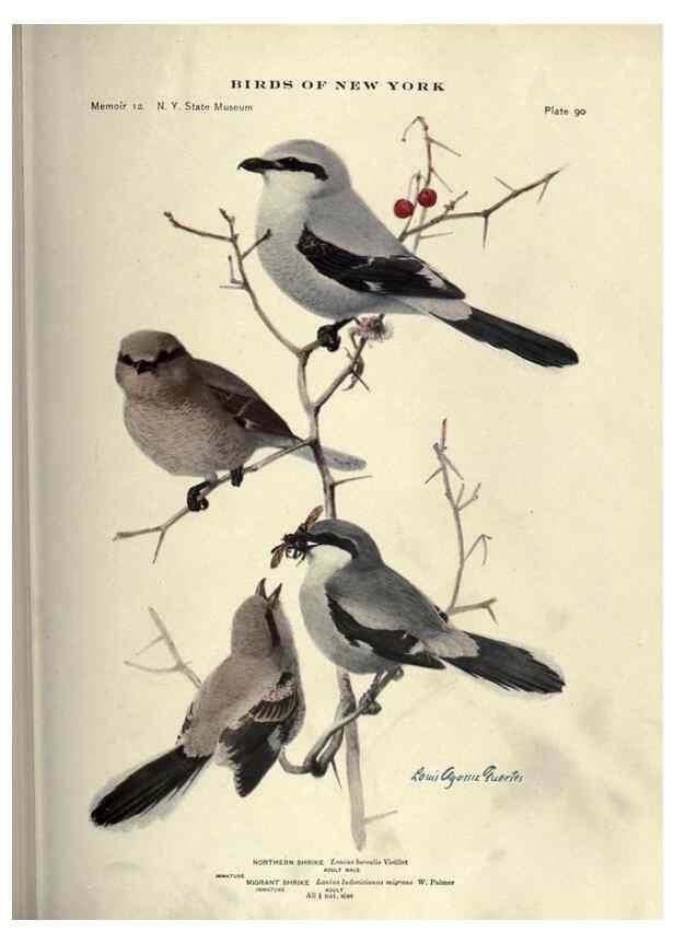 Reproducción/Reproduction 6901494854: Birds of New York /. Albany :University of the State of New York,1910-1914.