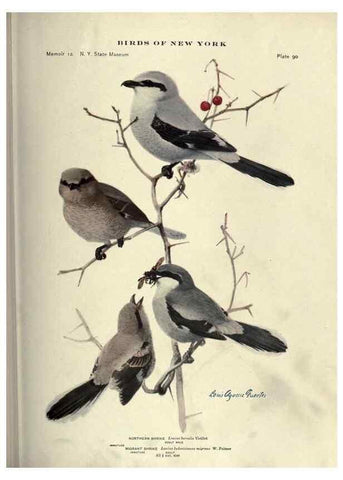 Reproducción/Reproduction 6901494854: Birds of New York /. Albany :University of the State of New York,1910-1914.