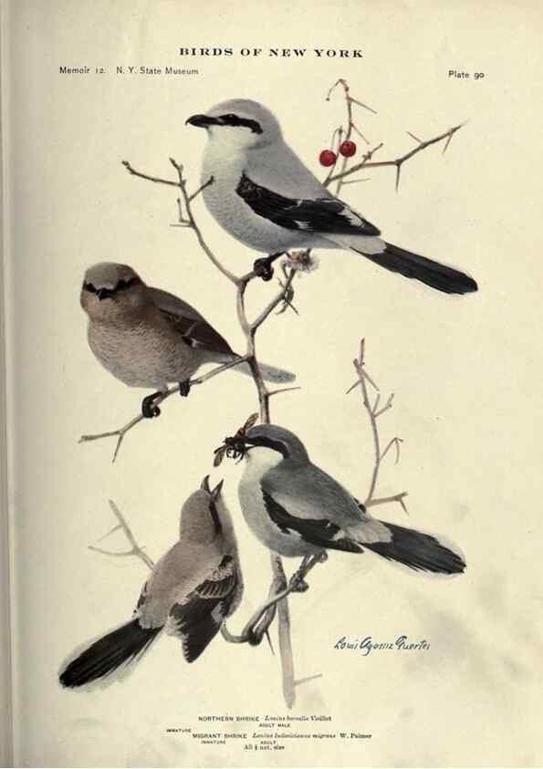 Reproducción/Reproduction 6901494854: Birds of New York /. Albany :University of the State of New York,1910-1914.
