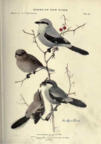 Reproducción/Reproduction 6901494854: Birds of New York /. Albany :University of the State of New York,1910-1914.