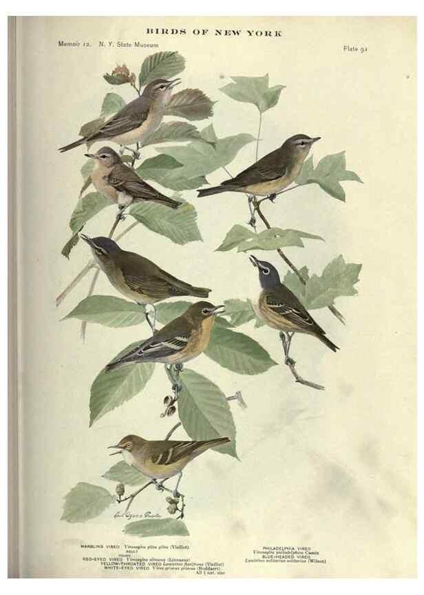 Reproducción/Reproduction 6901495142: Birds of New York /. Albany :University of the State of New York,1910-1914.