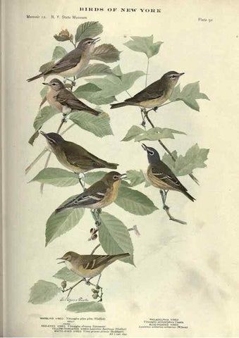 Reproducción/Reproduction 6901495142: Birds of New York /. Albany :University of the State of New York,1910-1914.