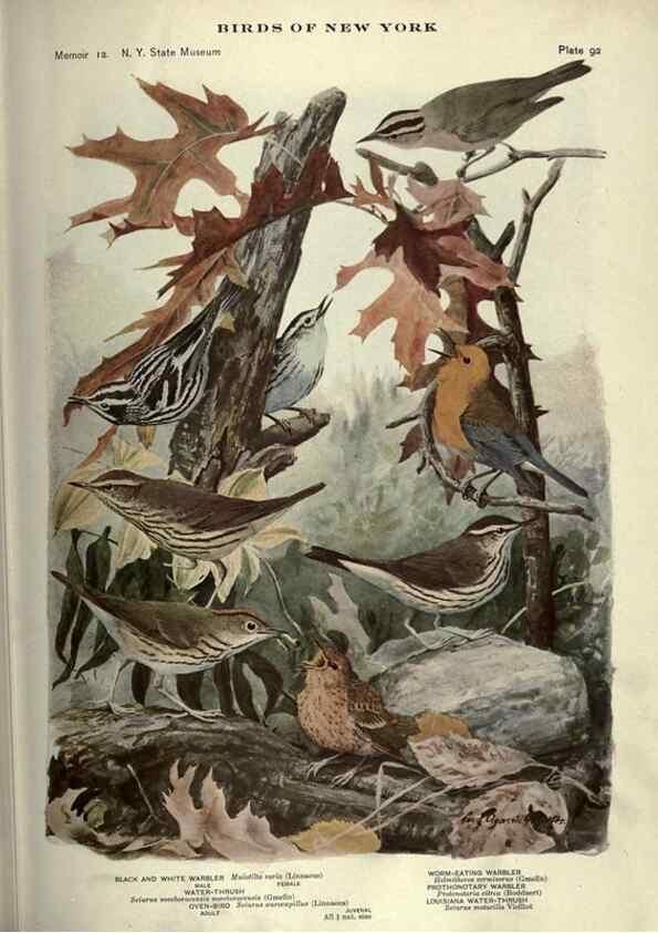 Reproducción/Reproduction 6901495408: Birds of New York /. Albany :University of the State of New York,1910-1914.