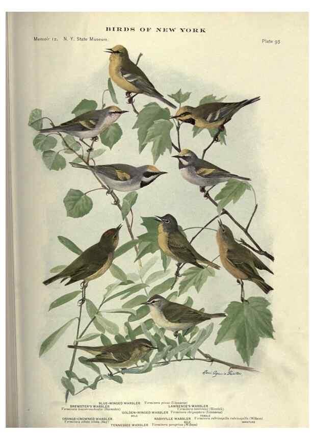 Reproducción/Reproduction 7047592327: Birds of New York /. Albany :University of the State of New York,1910-1914.