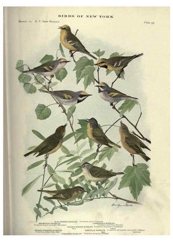 Reproducción/Reproduction 7047592327: Birds of New York /. Albany :University of the State of New York,1910-1914.