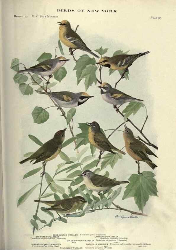 Reproducción/Reproduction 7047592327: Birds of New York /. Albany :University of the State of New York,1910-1914.