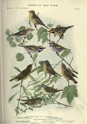 Reproducción/Reproduction 7047592327: Birds of New York /. Albany :University of the State of New York,1910-1914.