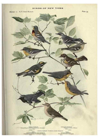 Reproducción/Reproduction 6901495902: Birds of New York /. Albany :University of the State of New York,1910-1914.