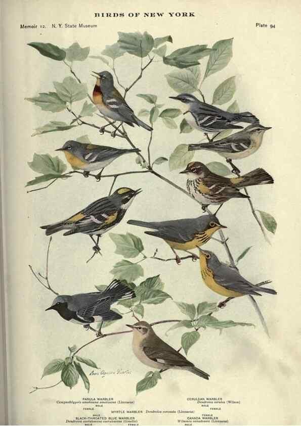 Reproducción/Reproduction 6901495902: Birds of New York /. Albany :University of the State of New York,1910-1914.