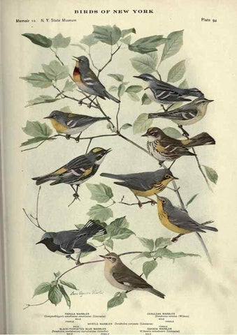 Reproducción/Reproduction 6901495902: Birds of New York /. Albany :University of the State of New York,1910-1914.