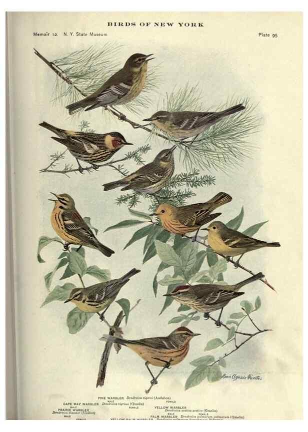Reproducción/Reproduction 6901496134: Birds of New York /. Albany :University of the State of New York,1910-1914.