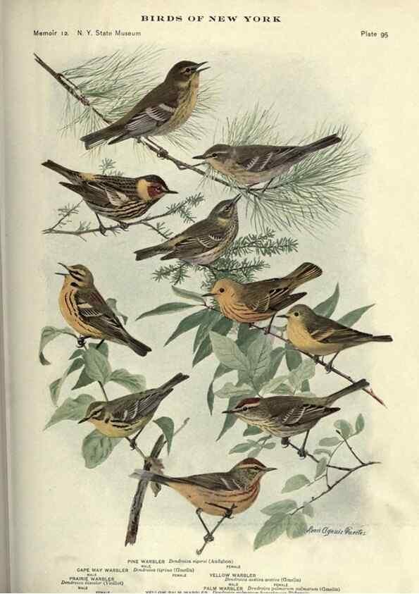 Reproducción/Reproduction 6901496134: Birds of New York /. Albany :University of the State of New York,1910-1914.