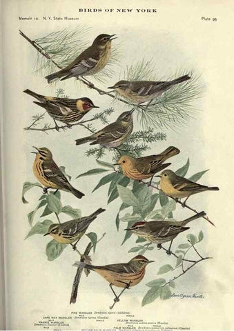 Reproducción/Reproduction 6901496134: Birds of New York /. Albany :University of the State of New York,1910-1914.
