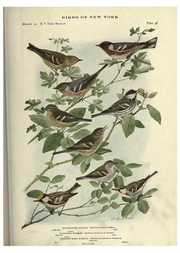 Reproducción/Reproduction 6901496394: Birds of New York /. Albany :University of the State of New York,1910-1914.