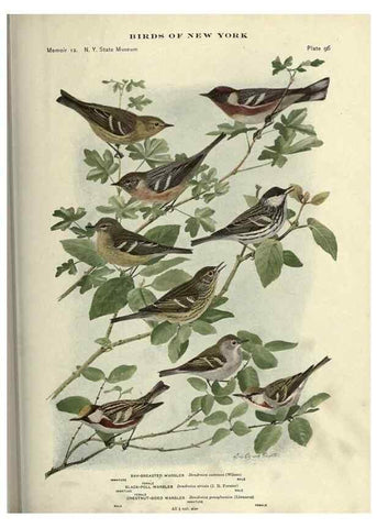 Reproducción/Reproduction 6901496394: Birds of New York /. Albany :University of the State of New York,1910-1914.