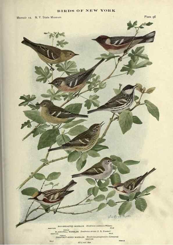 Reproducción/Reproduction 6901496394: Birds of New York /. Albany :University of the State of New York,1910-1914.