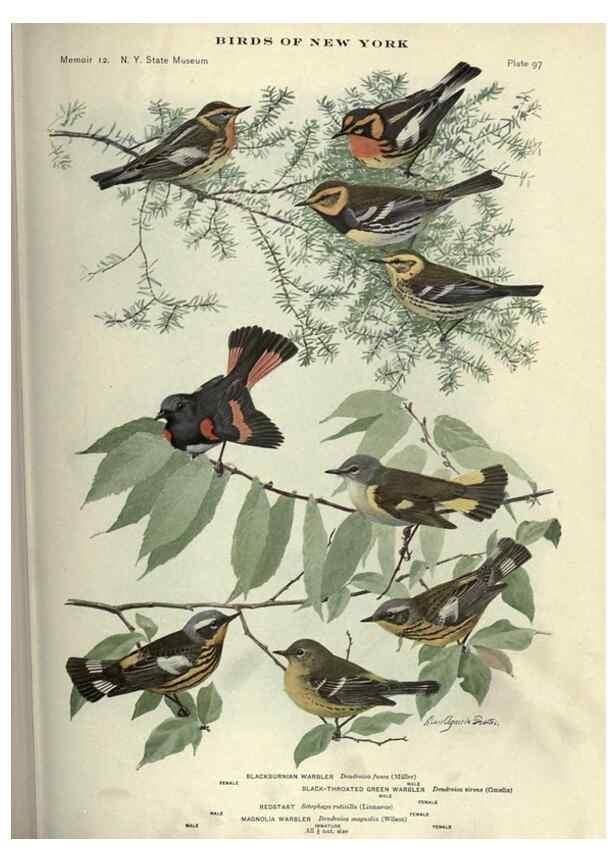 Reproducción/Reproduction 6901496588: Birds of New York /. Albany :University of the State of New York,1910-1914.