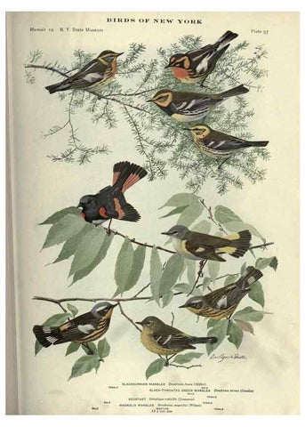 Reproducción/Reproduction 6901496588: Birds of New York /. Albany :University of the State of New York,1910-1914.
