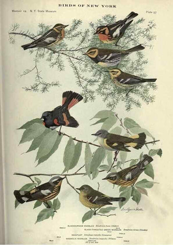 Reproducción/Reproduction 6901496588: Birds of New York /. Albany :University of the State of New York,1910-1914.