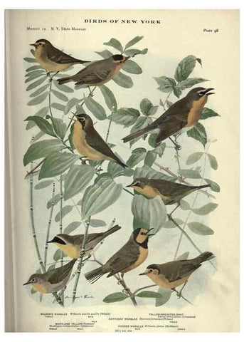Reproducción/Reproduction 6901496818: Birds of New York /. Albany :University of the State of New York,1910-1914.
