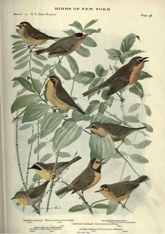 Reproducción/Reproduction 6901496818: Birds of New York /. Albany :University of the State of New York,1910-1914.